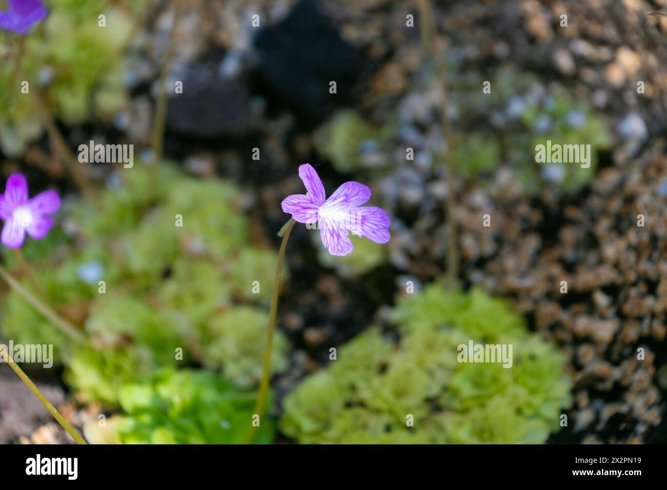 Small purple flower of Pinguicula moranensis. insectivorous herb. flowering plant family Lentibulariaceae. Stock Photo
