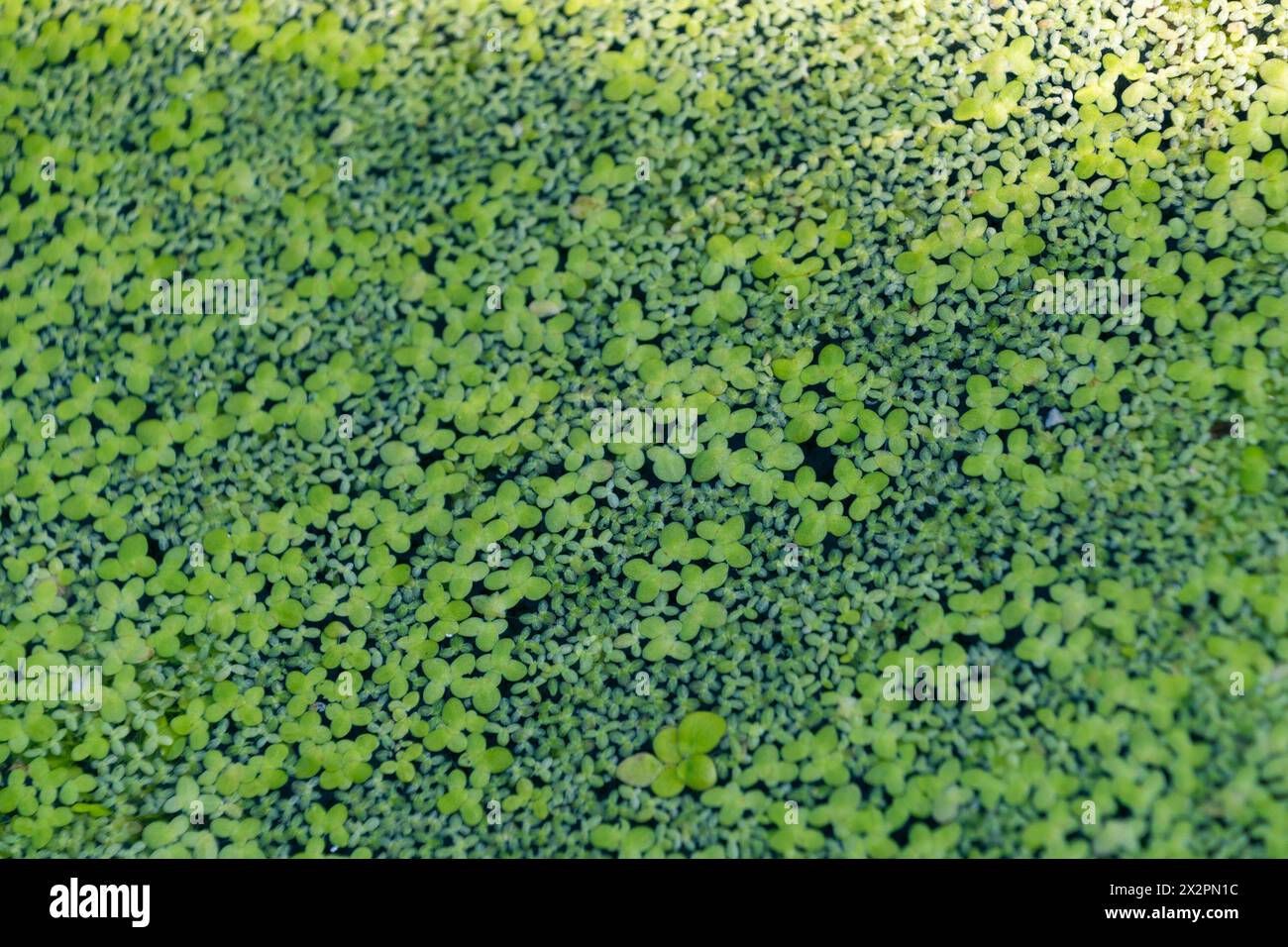 Green plant background of duckweed. Lemna minuta. least duckweed Aquatic plant. Stock Photo