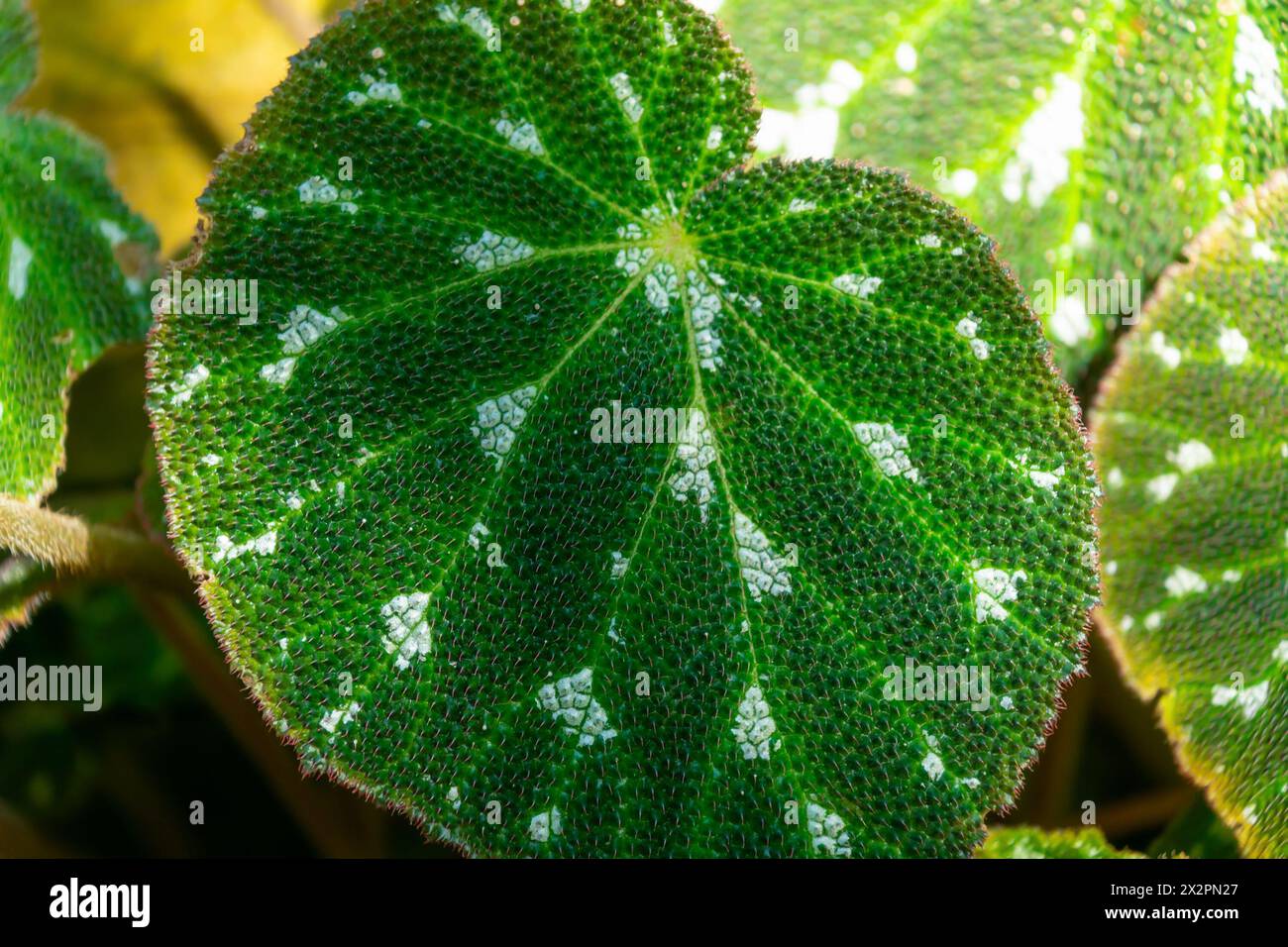Beautiful green leaves with a pattern, close-up. Begonia imperialis, the imperial begonia. Natural plant background. Stock Photo