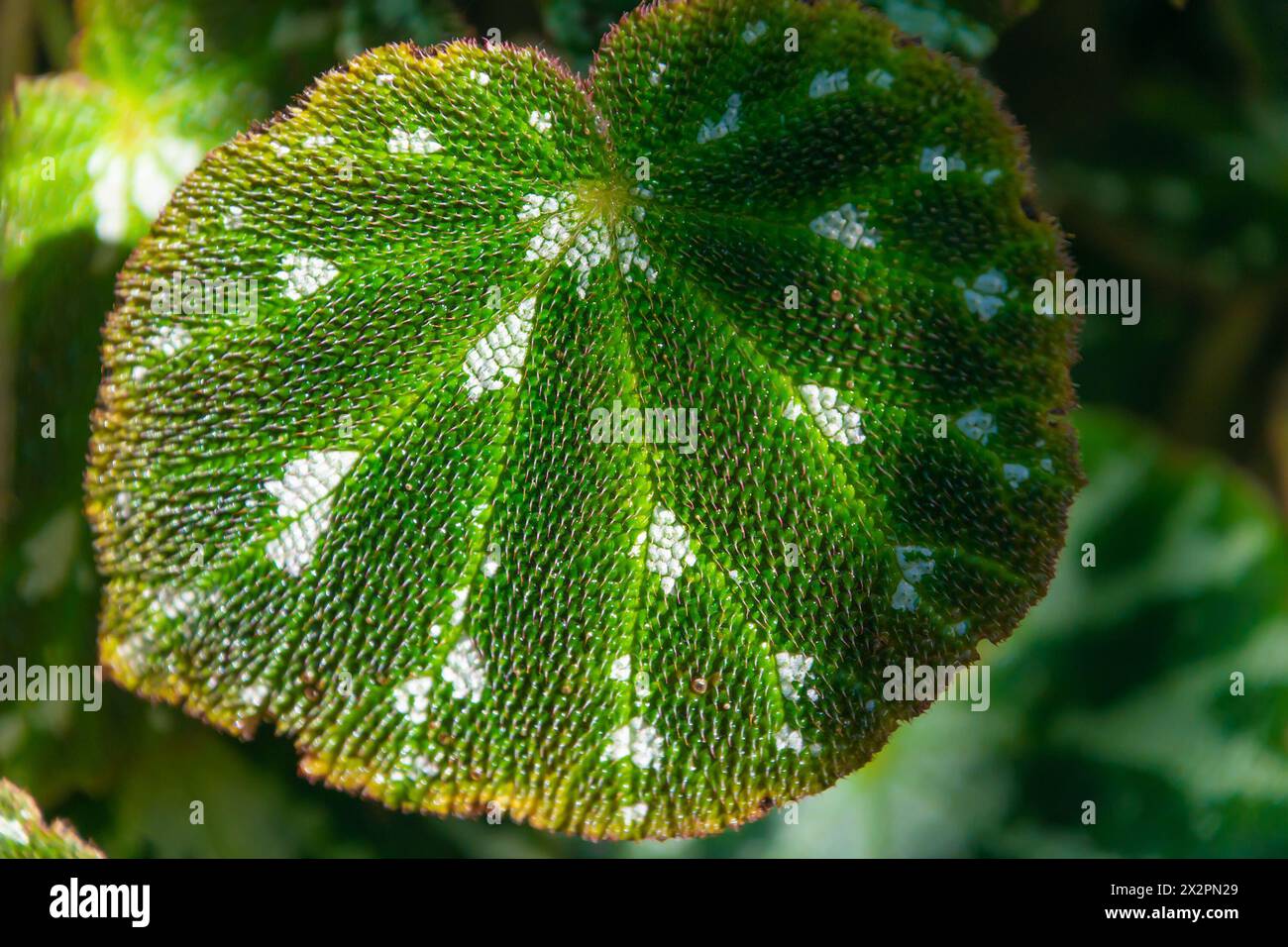 Beautiful green leaves with a pattern, close-up. Begonia imperialis, the imperial begonia. Natural plant background. Stock Photo