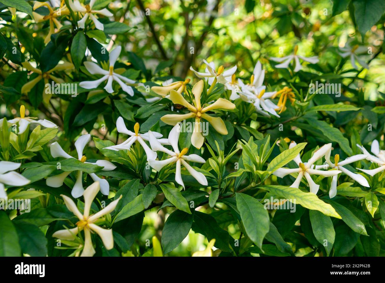 Beautiful white and yellow Gardenia flowers. Spring bloom. flowering plants in the coffee family, Rubiaceae. Stock Photo