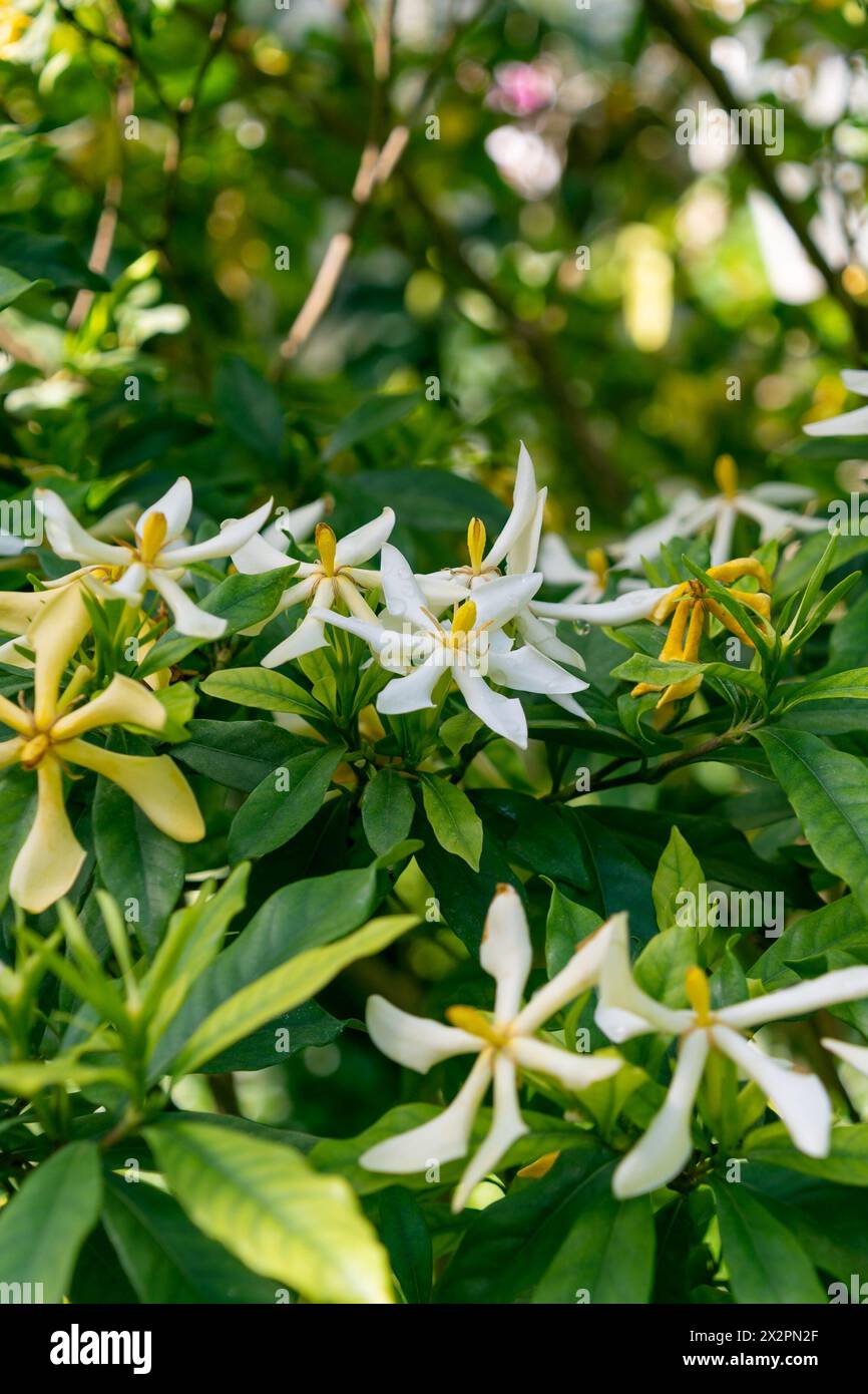 Beautiful white and yellow Gardenia flowers. Spring bloom. flowering plants in the coffee family, Rubiaceae. Stock Photo