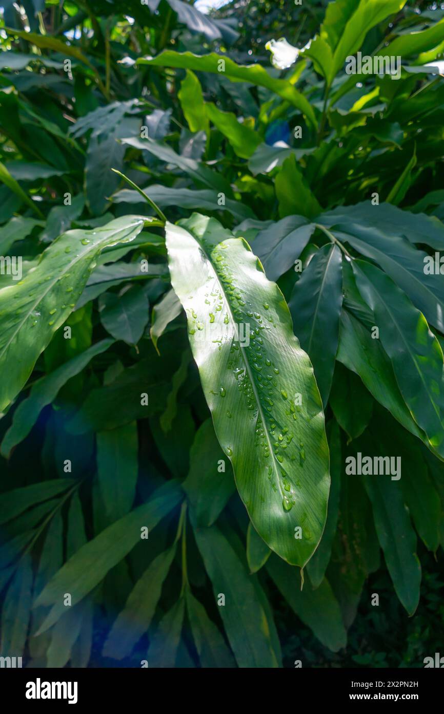 Lush green leaves with water drops of Elettaria cardamomum. green cardamom, true cardamom. Stock Photo