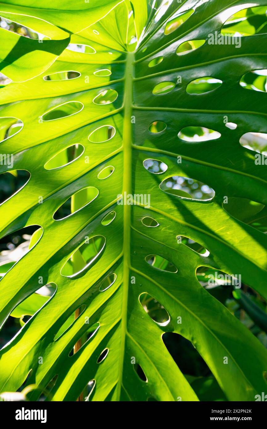 pink marble philodendron Philodendron Pink Princess  Coollective Plants