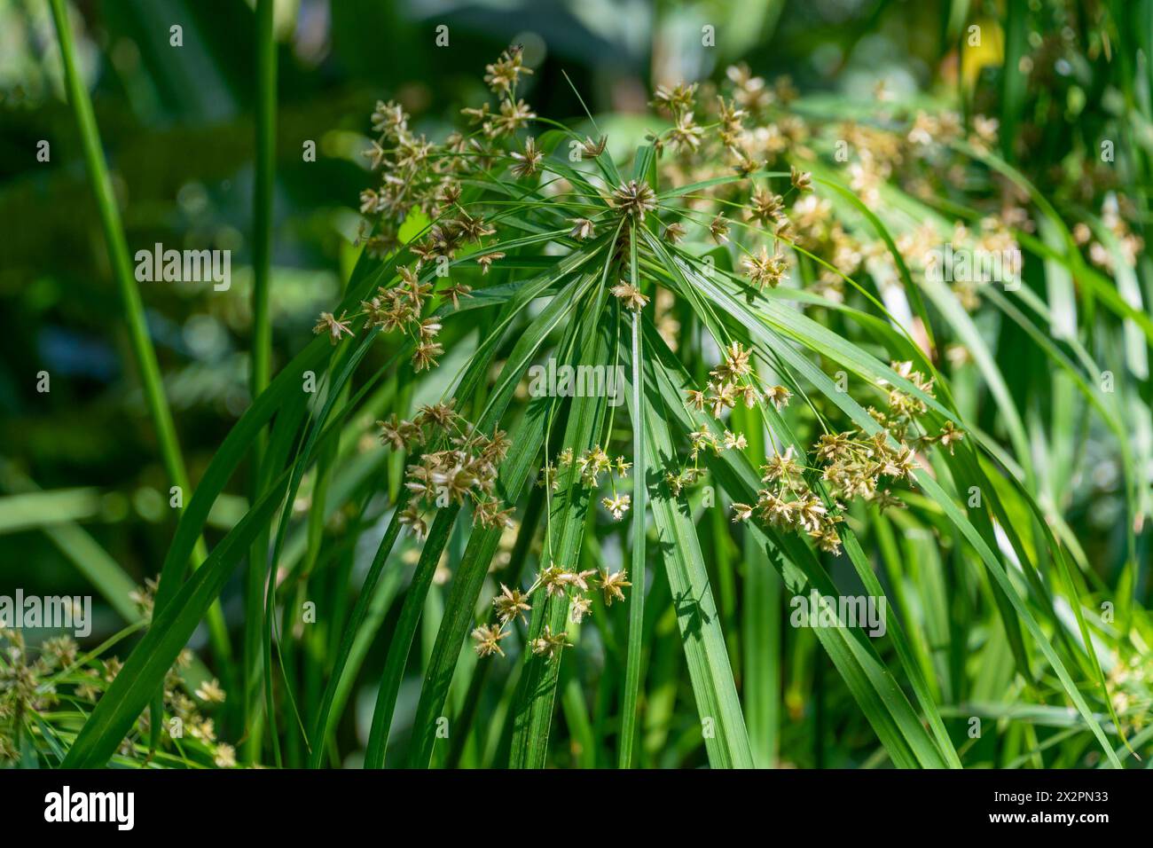 Cyperus alternifolius, the umbrella papyrus, umbrella sedge, umbrella palm. family Cyperaceae. Stock Photo