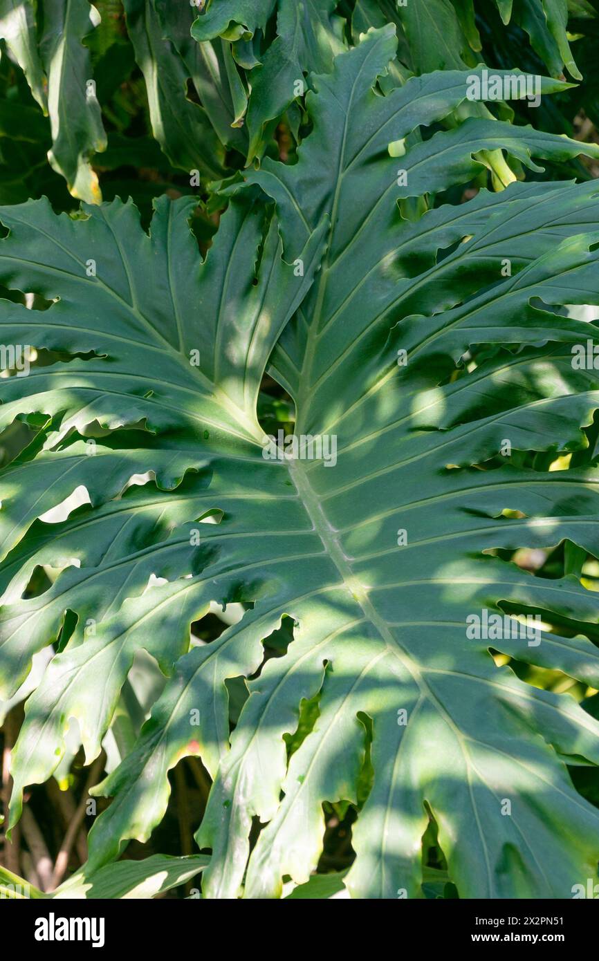 Philodendron radiatum hi-res stock photography and images - Alamy