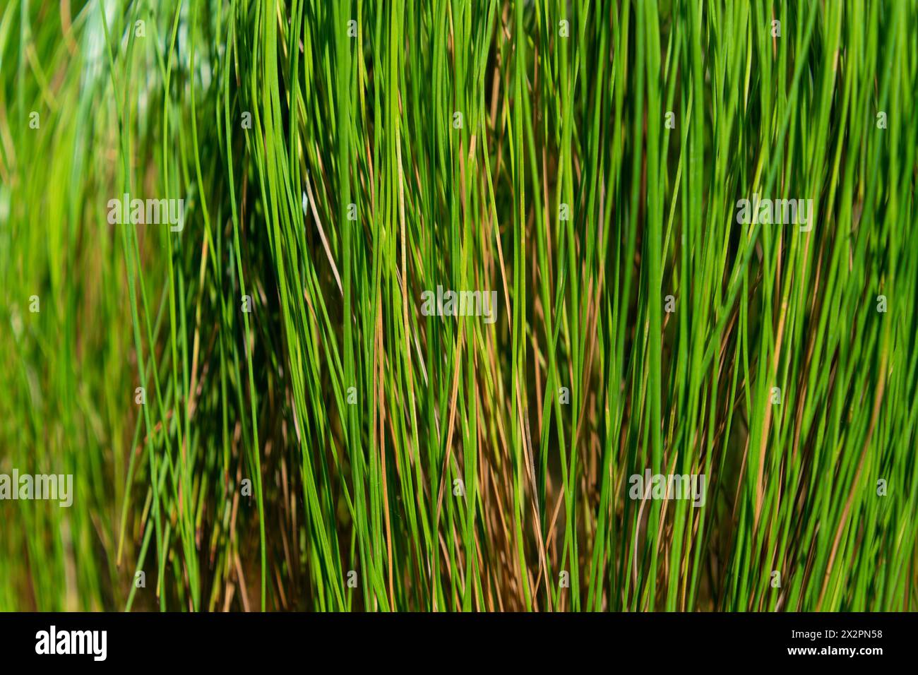 Green natural plant background. Branches of Pinus patula, close-up. patula pine, spreading-leaved pine, Mexican weeping pine Stock Photo