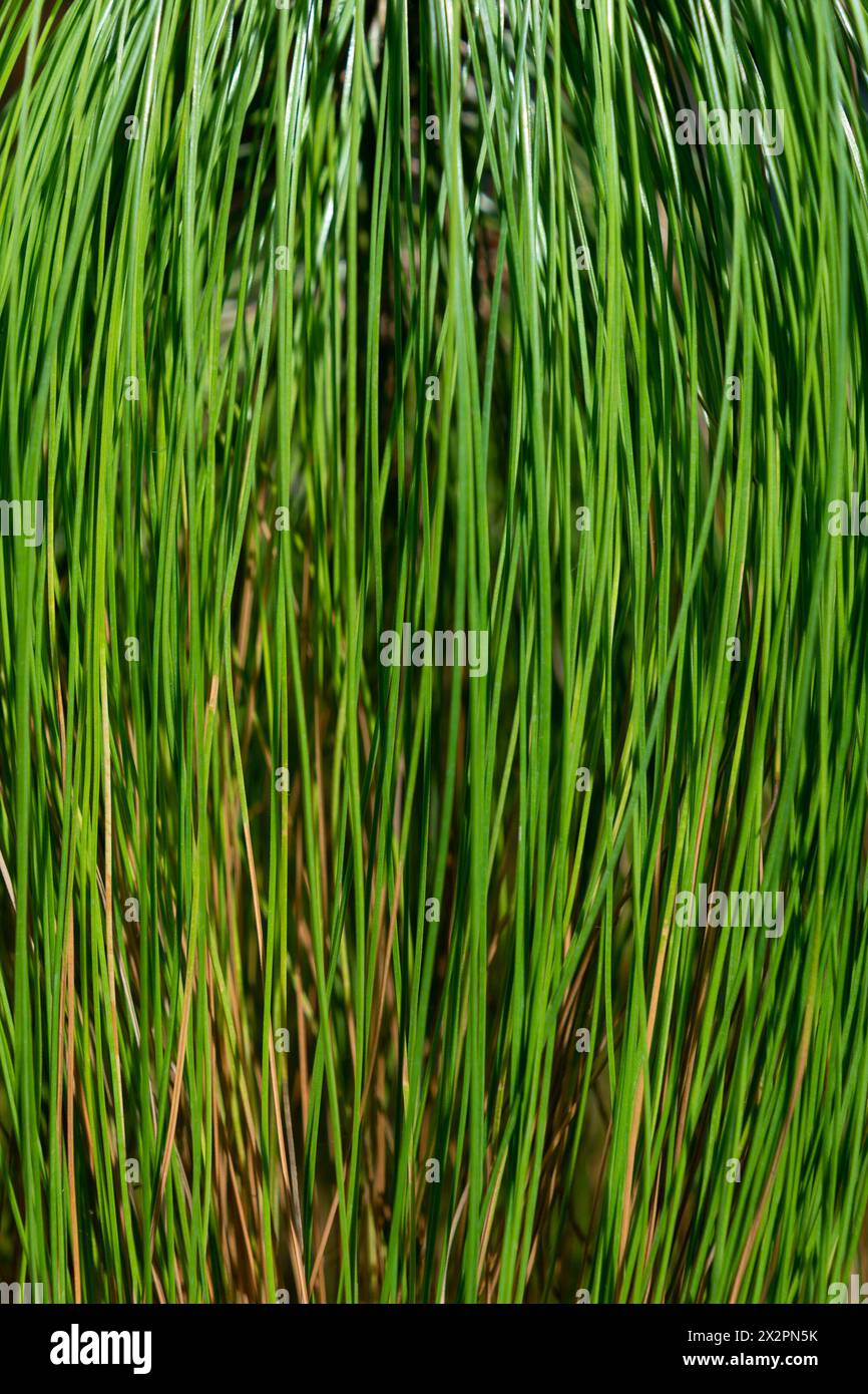 Green natural plant background. Branches of Pinus patula, close-up. patula pine, spreading-leaved pine, Mexican weeping pine Stock Photo