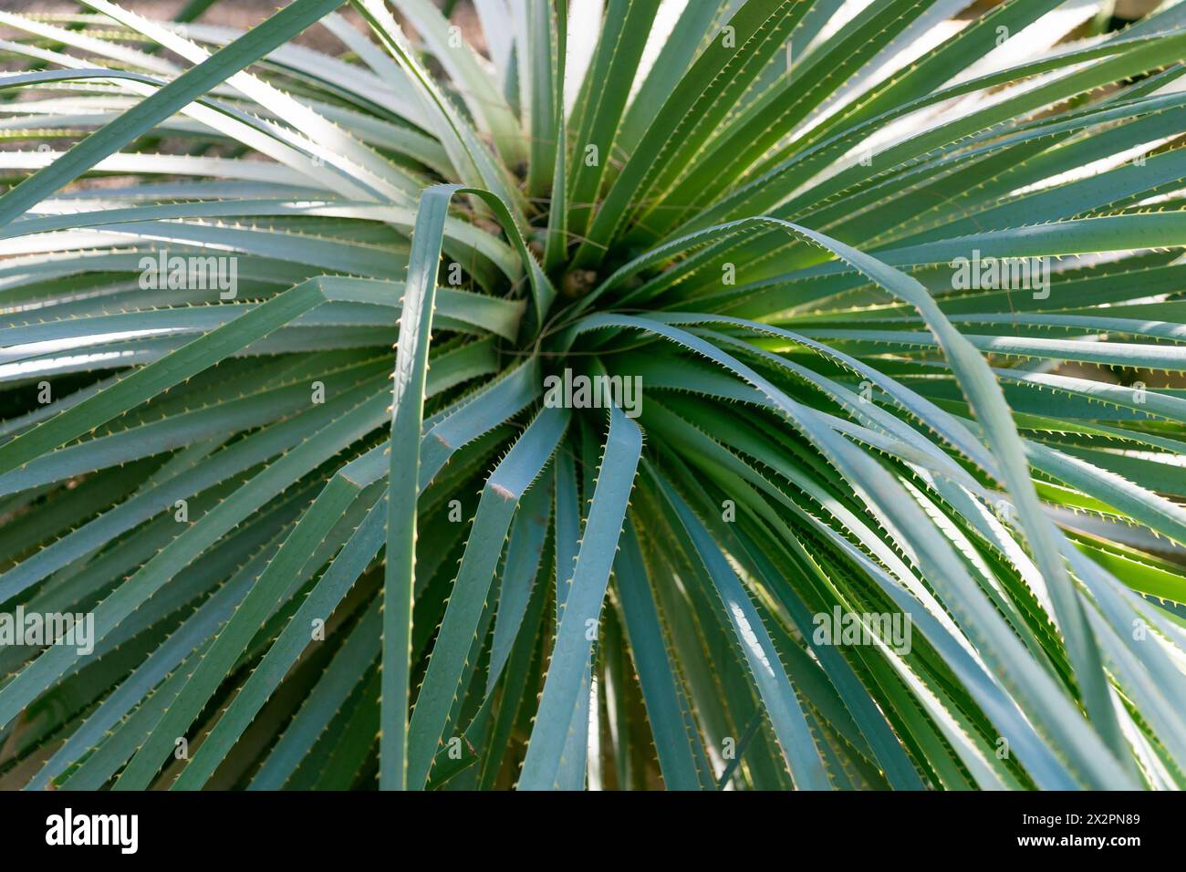 Green leaves of Dasylirion texanum, close-up. the Texas sotol. Plants and trees. Stock Photo