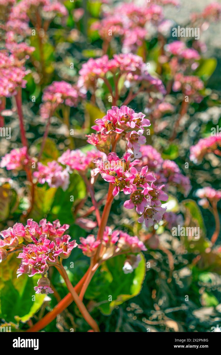 Beautiful pink flowers of Bergenia crassifolia. heart-leaved bergenia, heartleaf bergenia, leather bergenia, winter-blooming bergenia, elephant-ears, Stock Photo