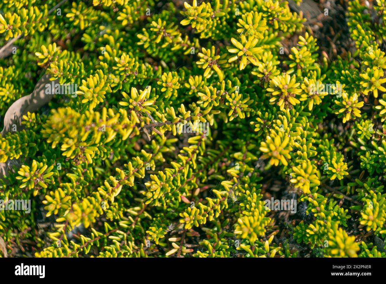 Empetrum nigrum, crowberry, black crowberry. Green plant natural background. family Ericaceae Stock Photo