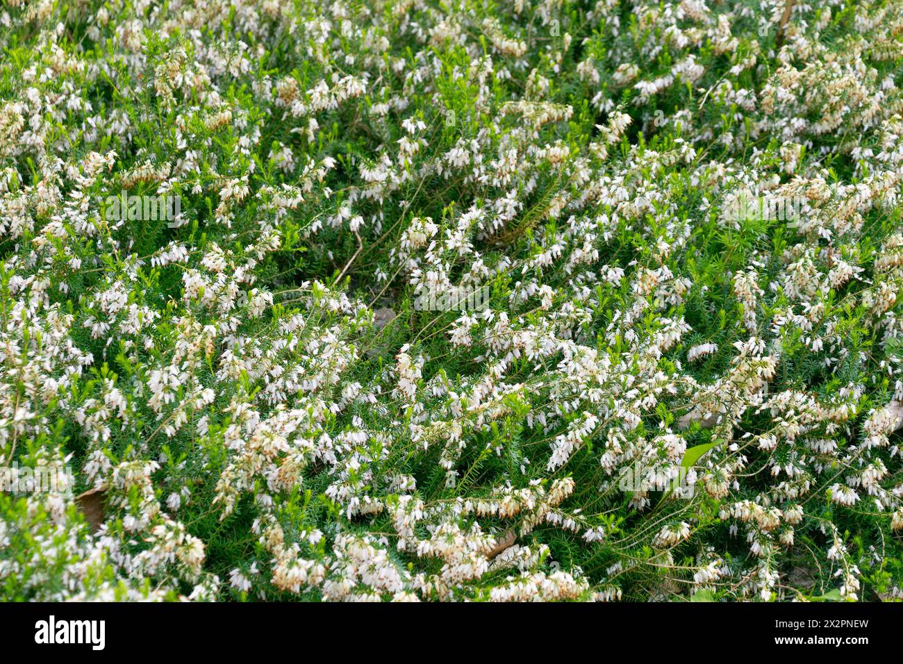 Erica carnea, the winter heath in the garden. Plant natural background. Erica carnea, the winter heath. Stock Photo