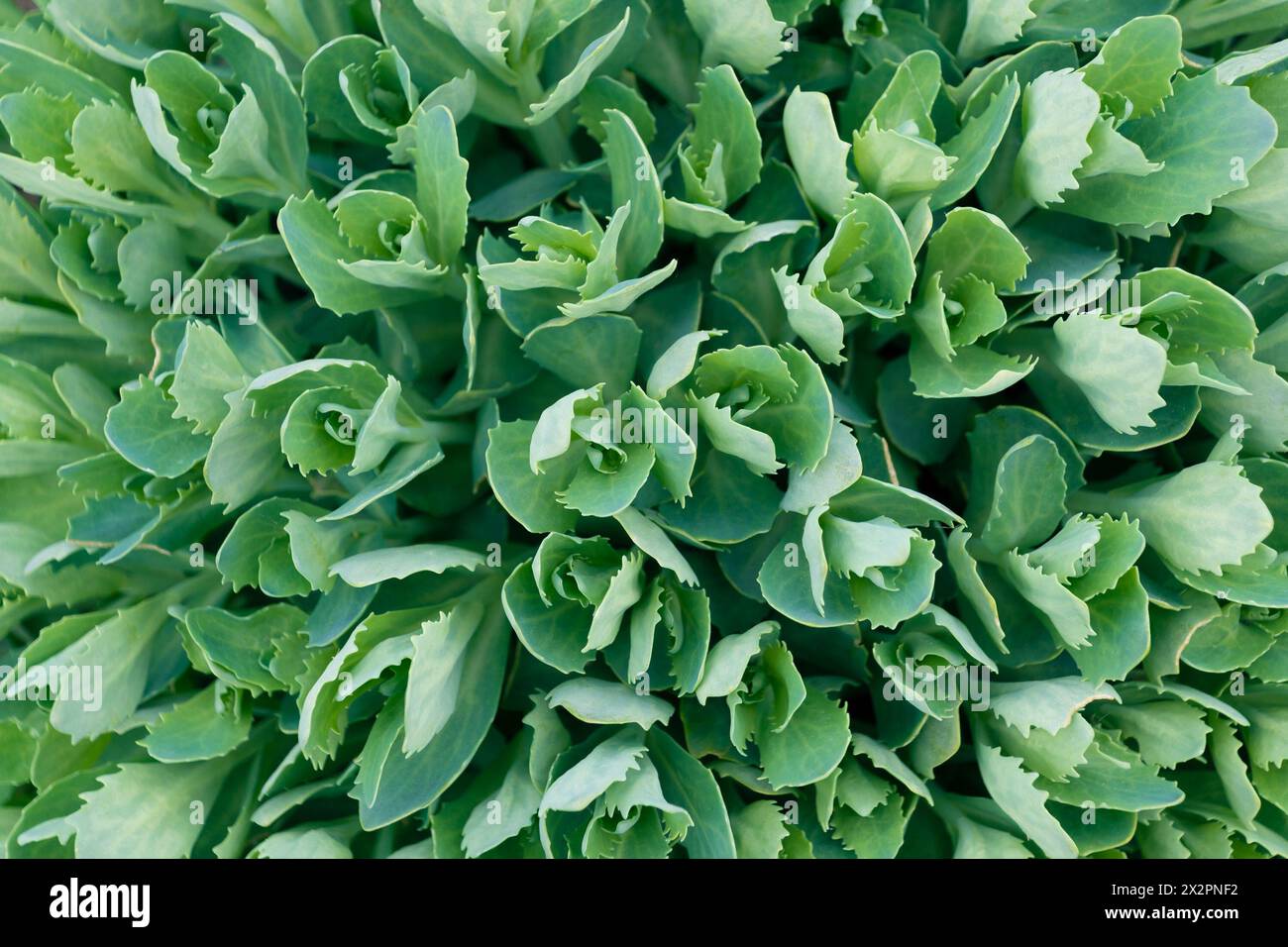 Green leaves of Hylotelephium telephioides, close-up. Green plant natural background. Allegheny stonecrop, live-forever. Stock Photo
