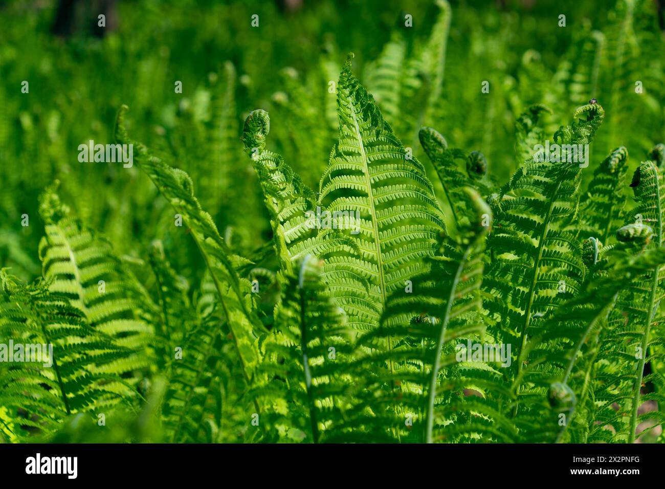 Onoclea sensibilis, close-up. Green grass natural background. the sensitive fern, the bead fern. Stock Photo
