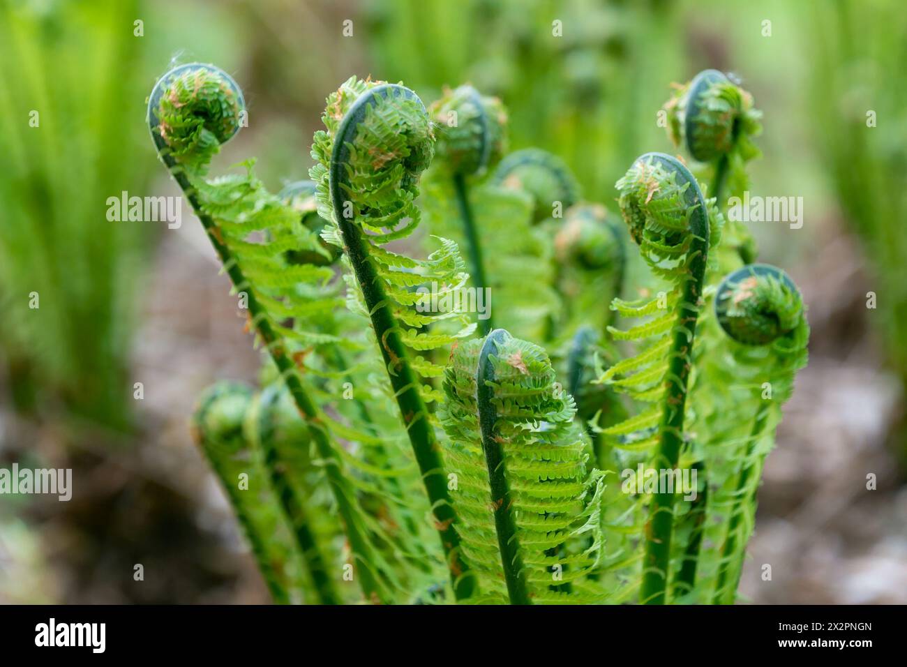 Onoclea sensibilis in the forest in spring, close-up. the sensitive fern, the bead fern. Stock Photo