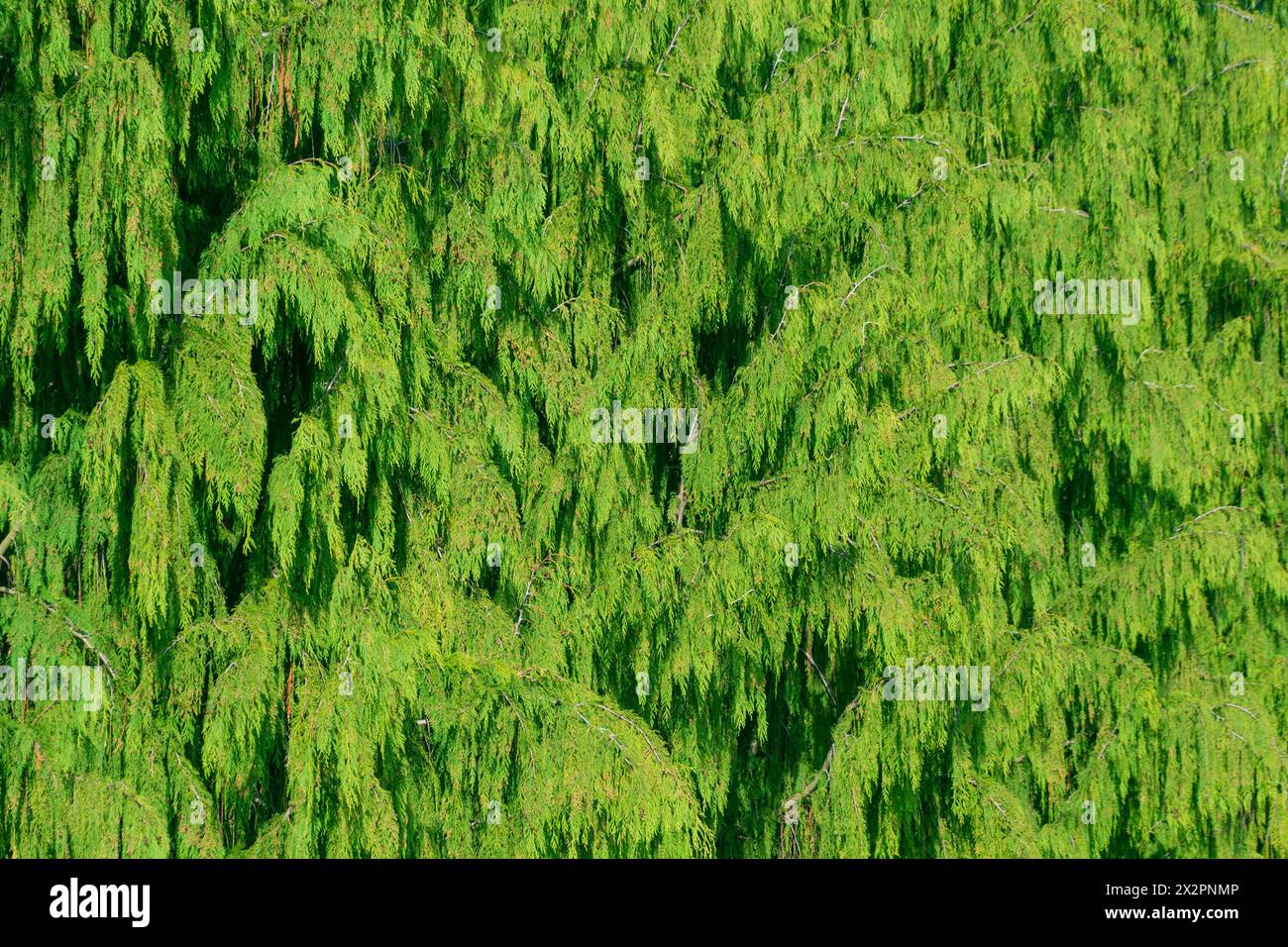 Green coniferous background. Callitropsis nootkatensis. the cypress family. Nootka cypress, yellow cypress, Alaska cypress, Nootka cedar, yellow cedar Stock Photo