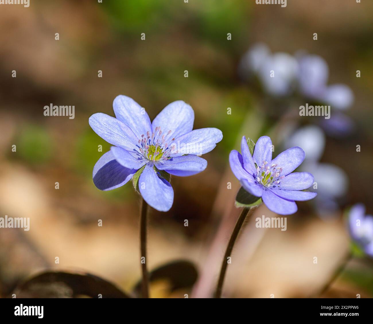 My Image 3