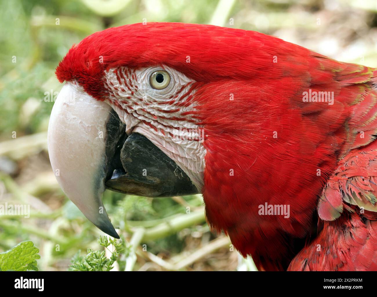 Dunkelrote ara hi-res stock photography and images - Alamy