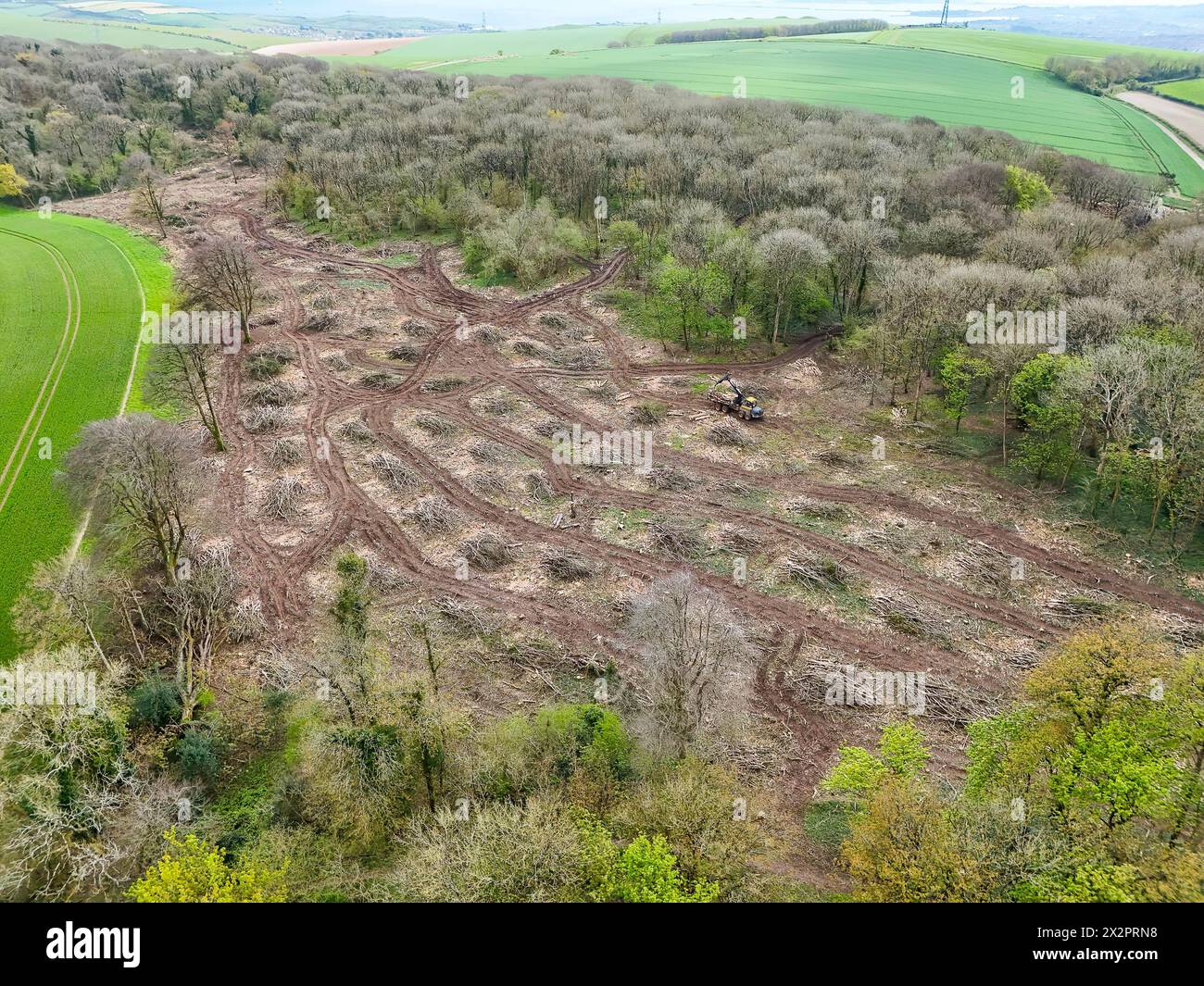 Dorchester, Dorset, UK.  23rd April 2024.  UK Weather.  Aerial view of Came Wood near Dorchester in Dorset where diseased trees with Ash dieback are being cut down and removed.  Ash dieback is caused by a fungal organism called Hymenoscyphus fraxineus. The disease causes leaf loss and crown dieback in affected trees and can lead to tree death.  The trees in the wood will be replaced with a mix of native species.  Picture Credit: Graham Hunt/Alamy Live News Stock Photo