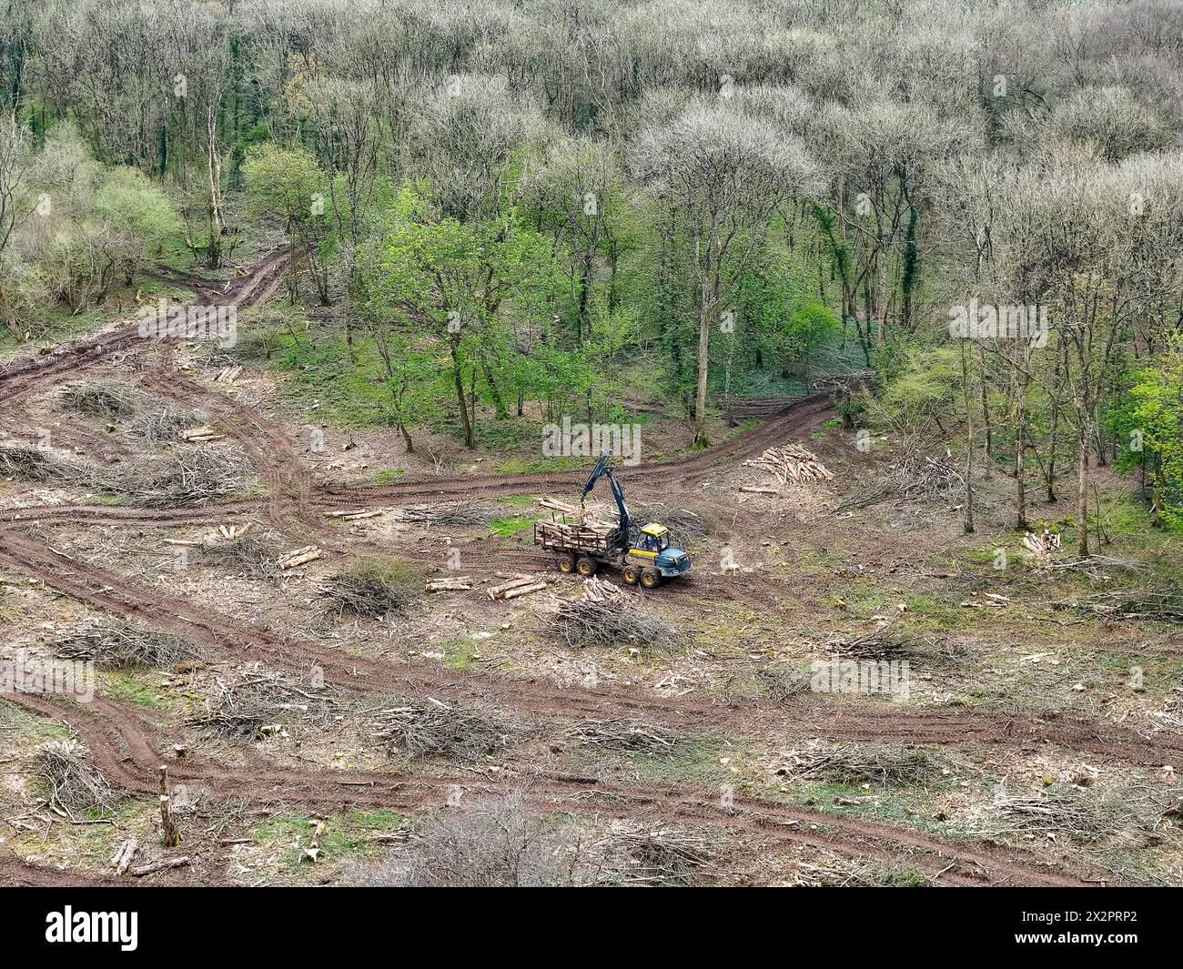 Dorchester, Dorset, UK.  23rd April 2024.  UK Weather.  Aerial view of Came Wood near Dorchester in Dorset where diseased trees with Ash dieback are being cut down and removed.  Ash dieback is caused by a fungal organism called Hymenoscyphus fraxineus. The disease causes leaf loss and crown dieback in affected trees and can lead to tree death.  The trees in the wood will be replaced with a mix of native species.  Picture Credit: Graham Hunt/Alamy Live News Stock Photo