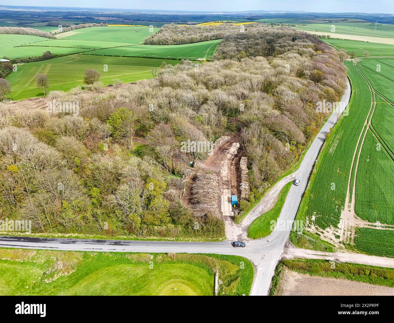 Dorchester, Dorset, UK.  23rd April 2024.  UK Weather.  Aerial view of Came Wood near Dorchester in Dorset where diseased trees with Ash dieback are being cut down and removed.  Ash dieback is caused by a fungal organism called Hymenoscyphus fraxineus. The disease causes leaf loss and crown dieback in affected trees and can lead to tree death.  The trees in the wood will be replaced with a mix of native species.  Picture Credit: Graham Hunt/Alamy Live News Stock Photo