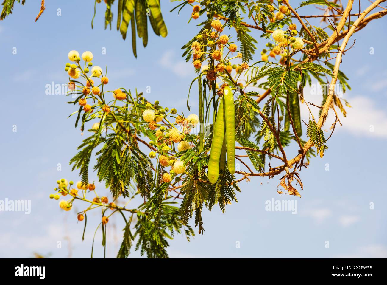 River Tamarind, Leucaena Leucocephala,  seed pods and flowers Egypt Stock Photo