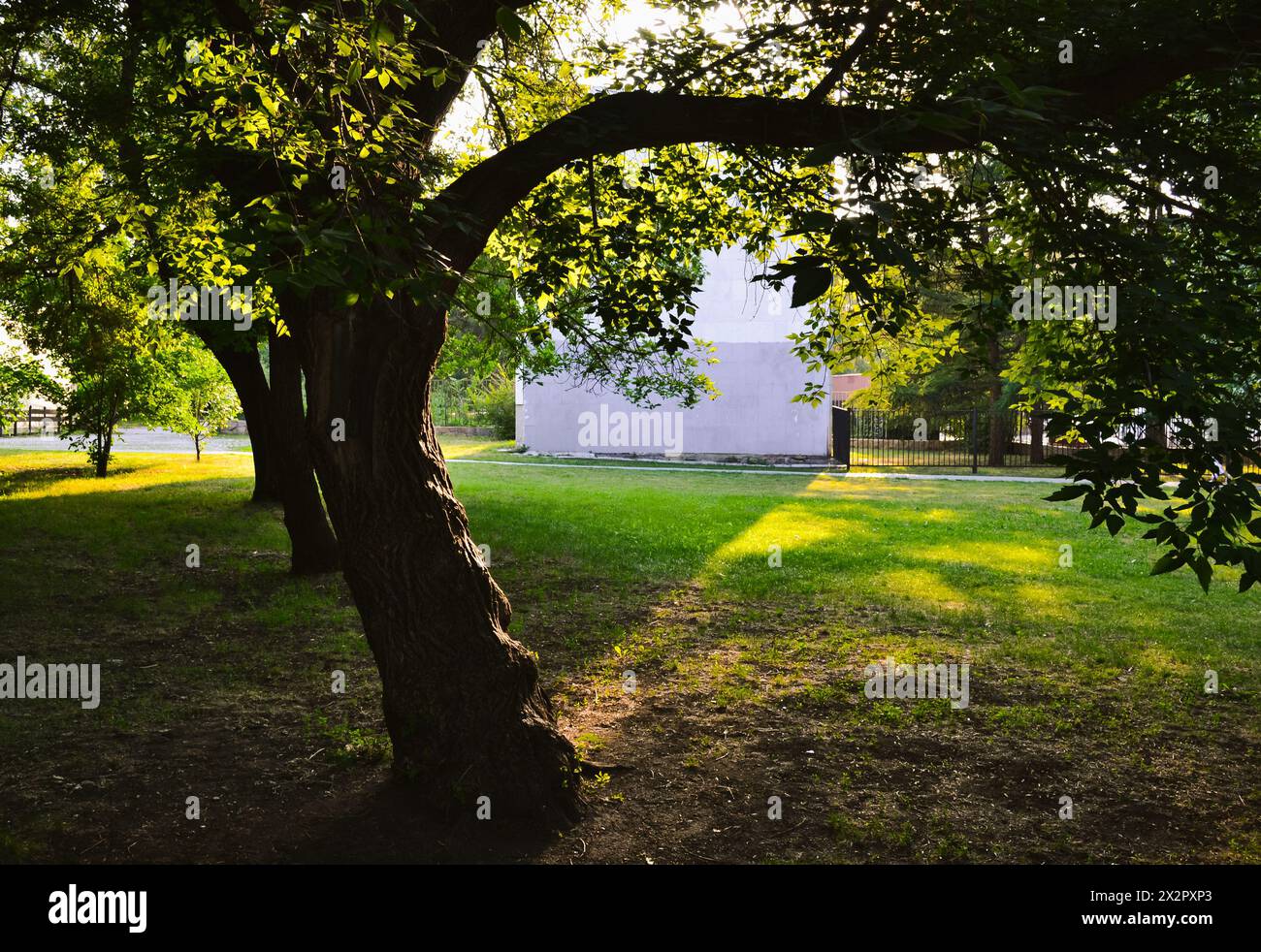 Curved tree trunk in the shade in the park on a green grassy lawn under sunny evening light Stock Photo