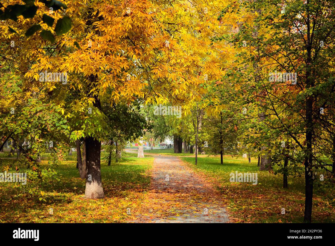 Path strewn with autumn leaves passes between the trees in the autumn park Stock Photo