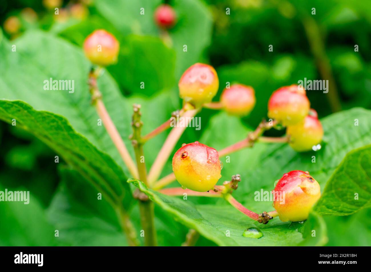 American cranberrybush (Viburnum trilobum) plant on green background Stock Photo