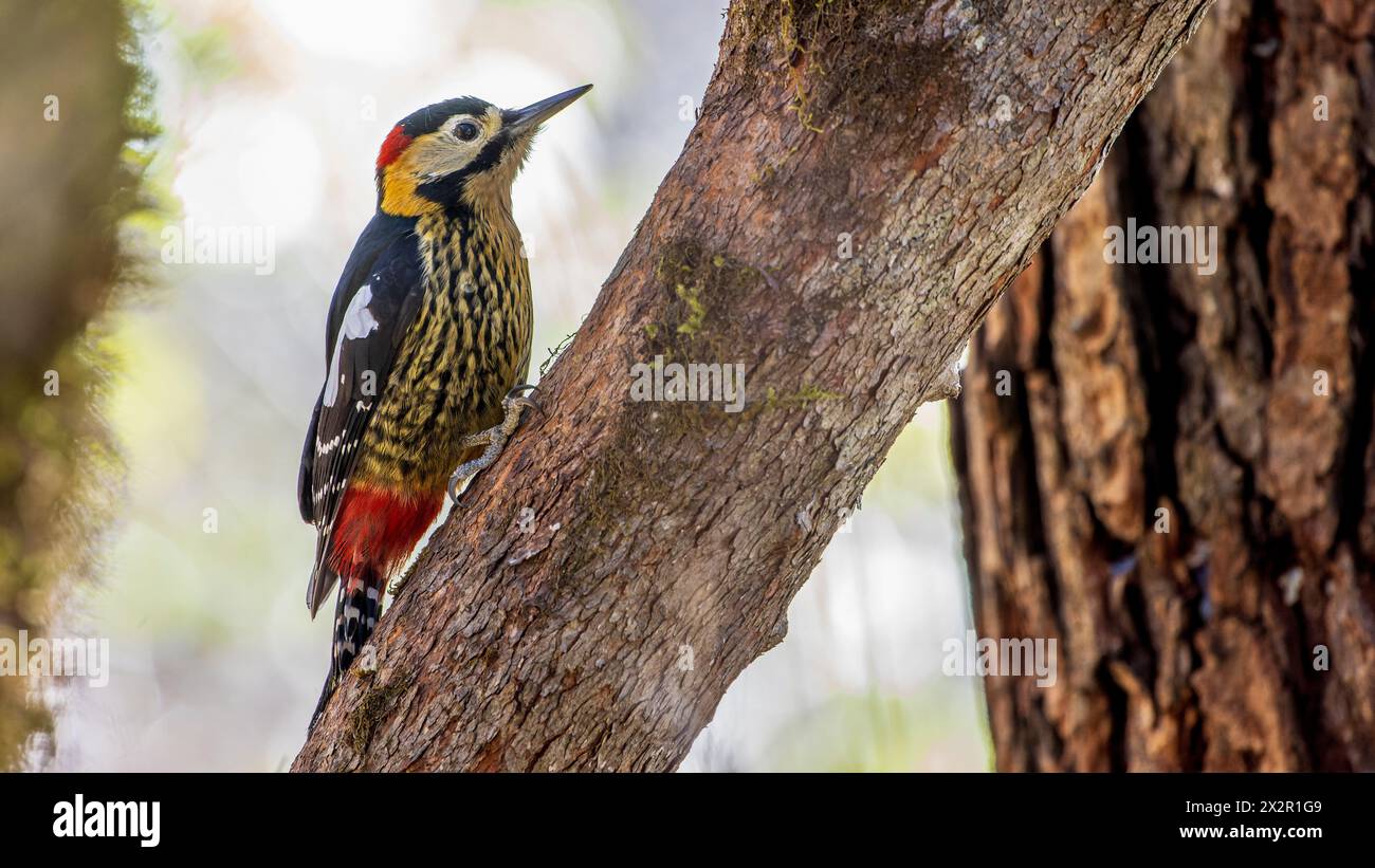 Chinese Wild Darjeeling Woodpecker (Dendrocopos darjellensis) posing on a branch in a forest in Sichuan, China Stock Photo