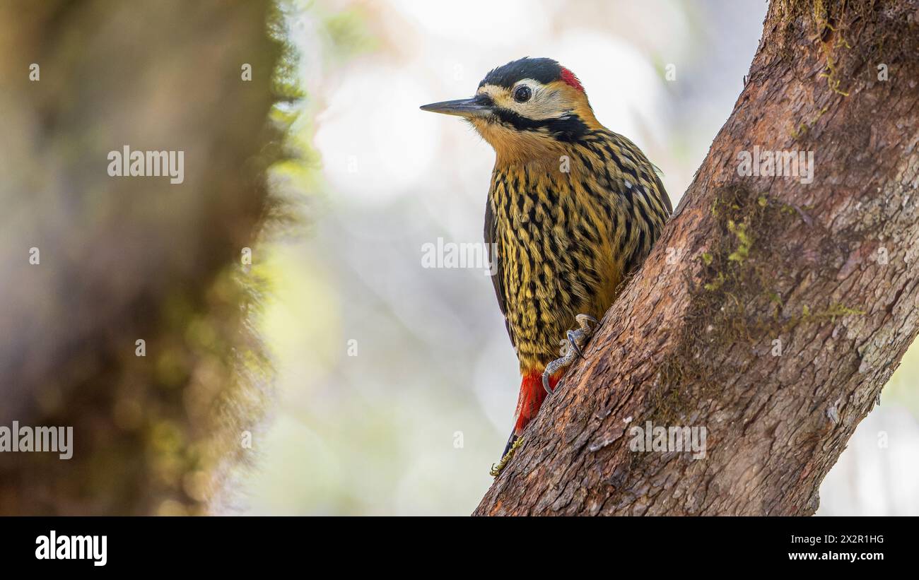 Portrait of a wild Chinese Darjeeling Woodpecker (Dendrocopos darjellensis) posing on a branch in a forest in Sichuan, China Stock Photo