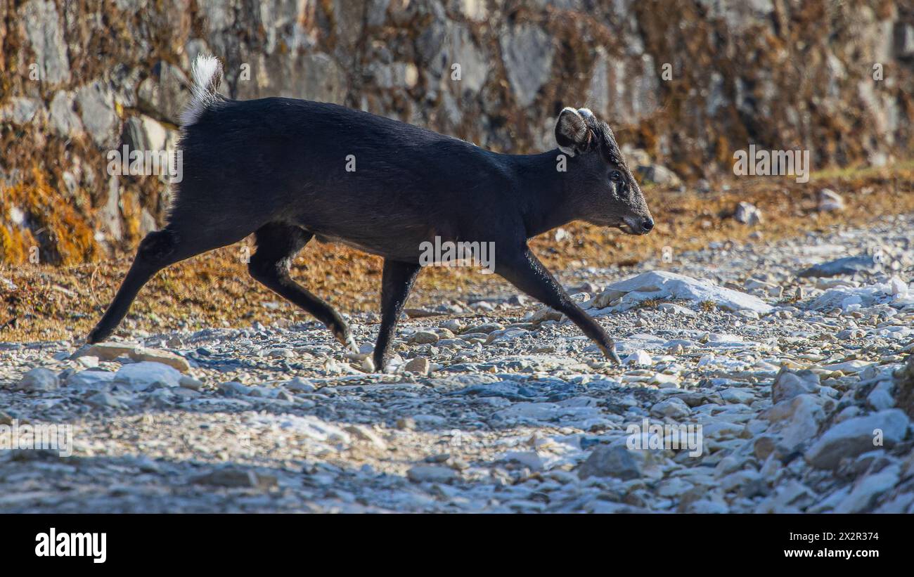 Wild Tufted Deer (Elaphodus cephalophus) showing its fangs while walking away, photographed in Sichuan, China Stock Photo