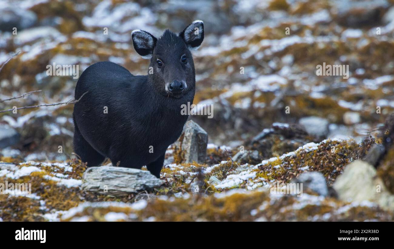 Wild Tufted Deer (Elaphodus cephalophus) frontal view, photographed in Sichuan, China Stock Photo