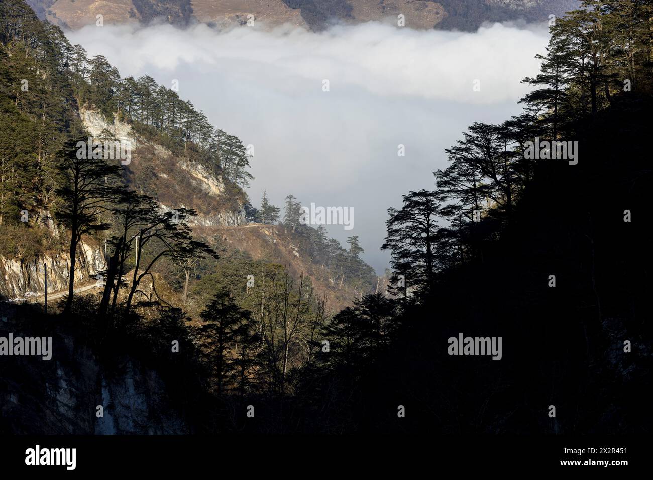 Forest in Sichuan, China with part of it in shadow Stock Photo - Alamy