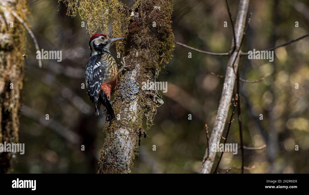 Wild Chinese White-backed Woodpecker ssp fohkiensis (Dendrocopos leucotos fohkiensis) perched on a tree in a forest in Sichuan, China Stock Photo