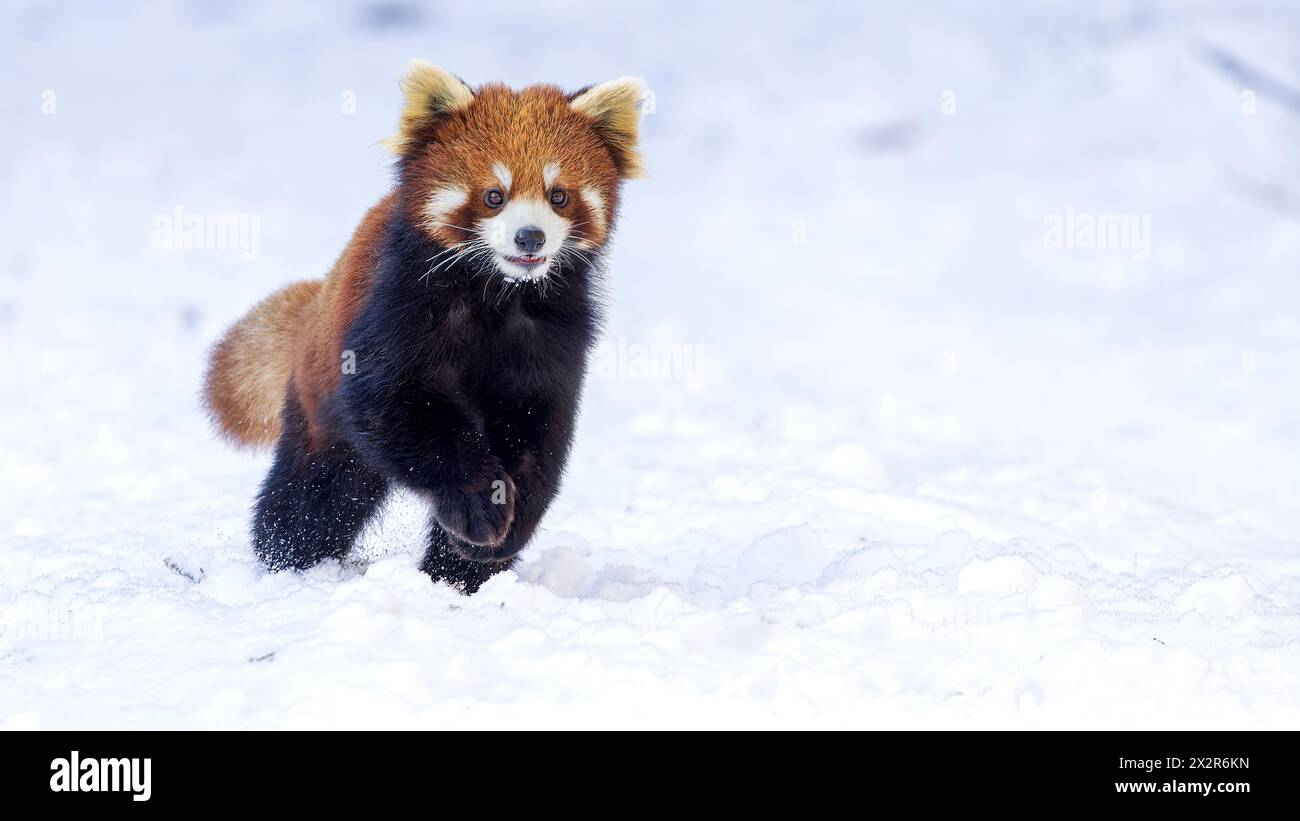 Chinese Wild Eastern Red Panda (Ailurus fulgens styani) running through the snow with paw front (taken in Sichuan, China) Stock Photo