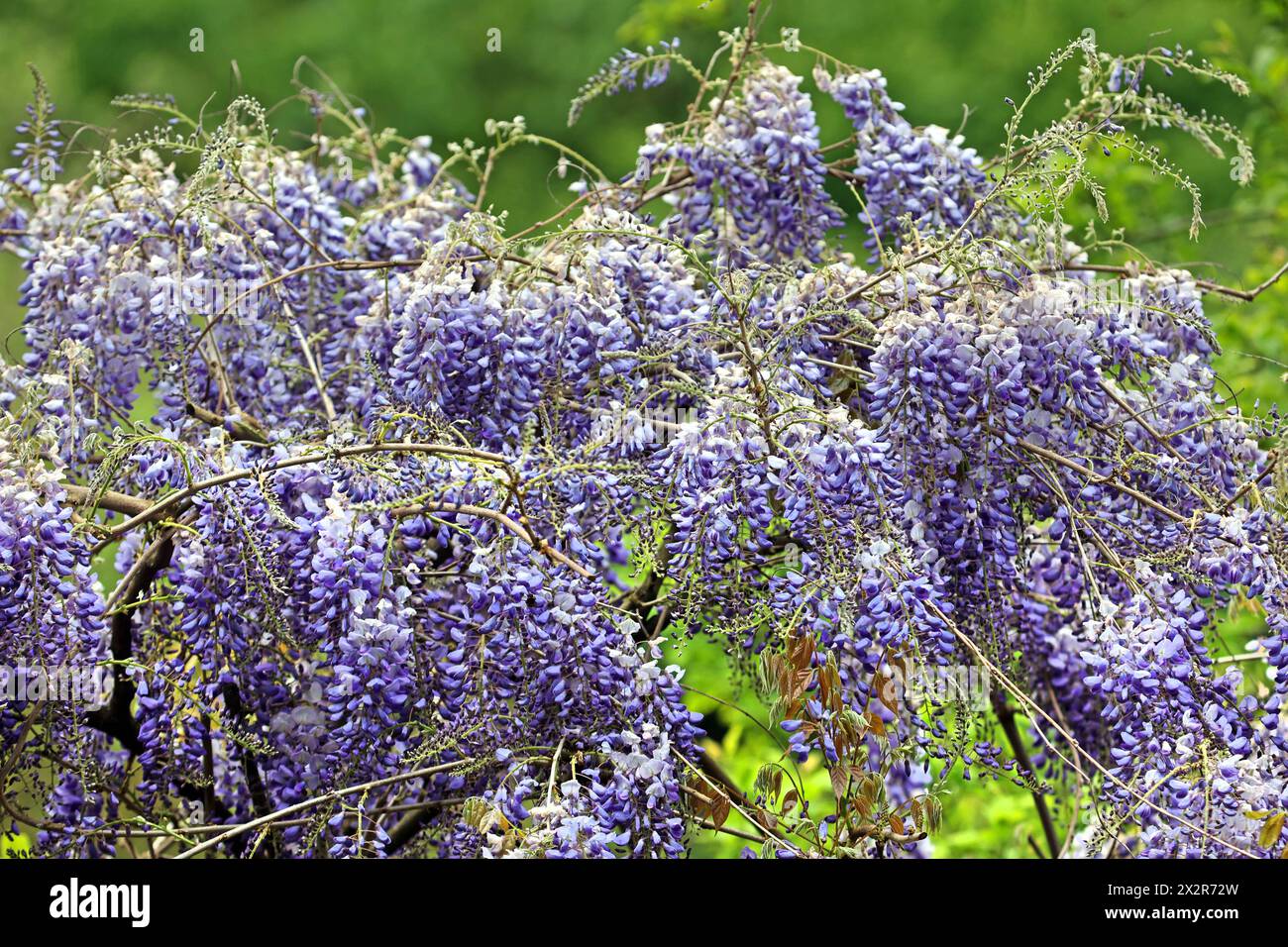 Giftige Zierpflanzen Die üppigen Blüten vom Blauregen hängen von den