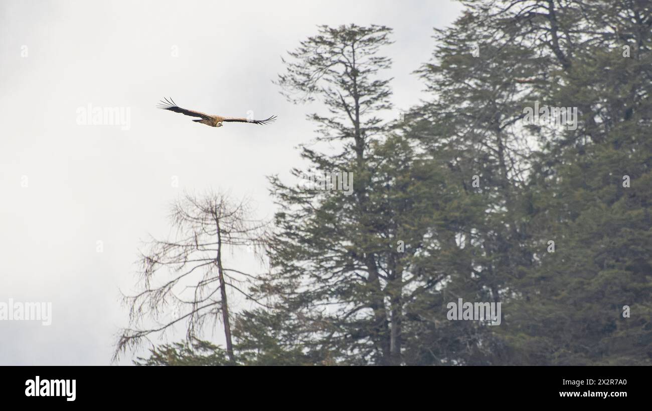Asian birds of prey hi-res stock photography and images - Alamy