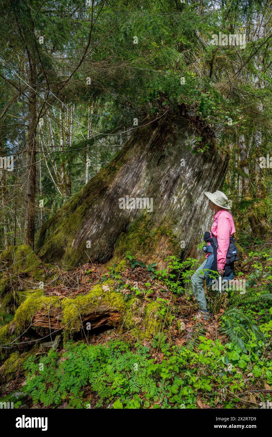 A hiker (released) is looking at a huge tree stump (remaining from ...