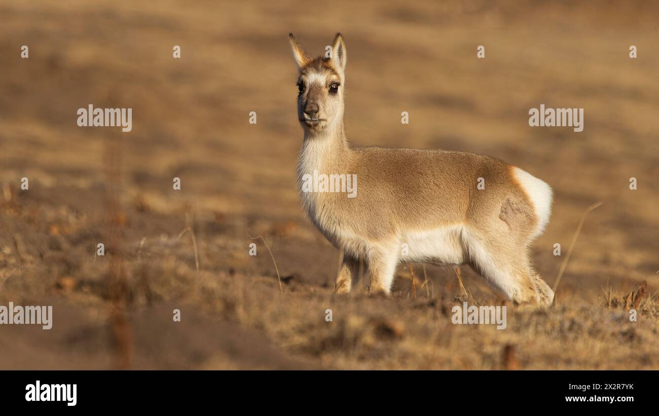 Close-up of a Chinese Tibetan Gazelle (Procapra picticaudata) on the Tibetan Plateau in Sichuan, China Stock Photo