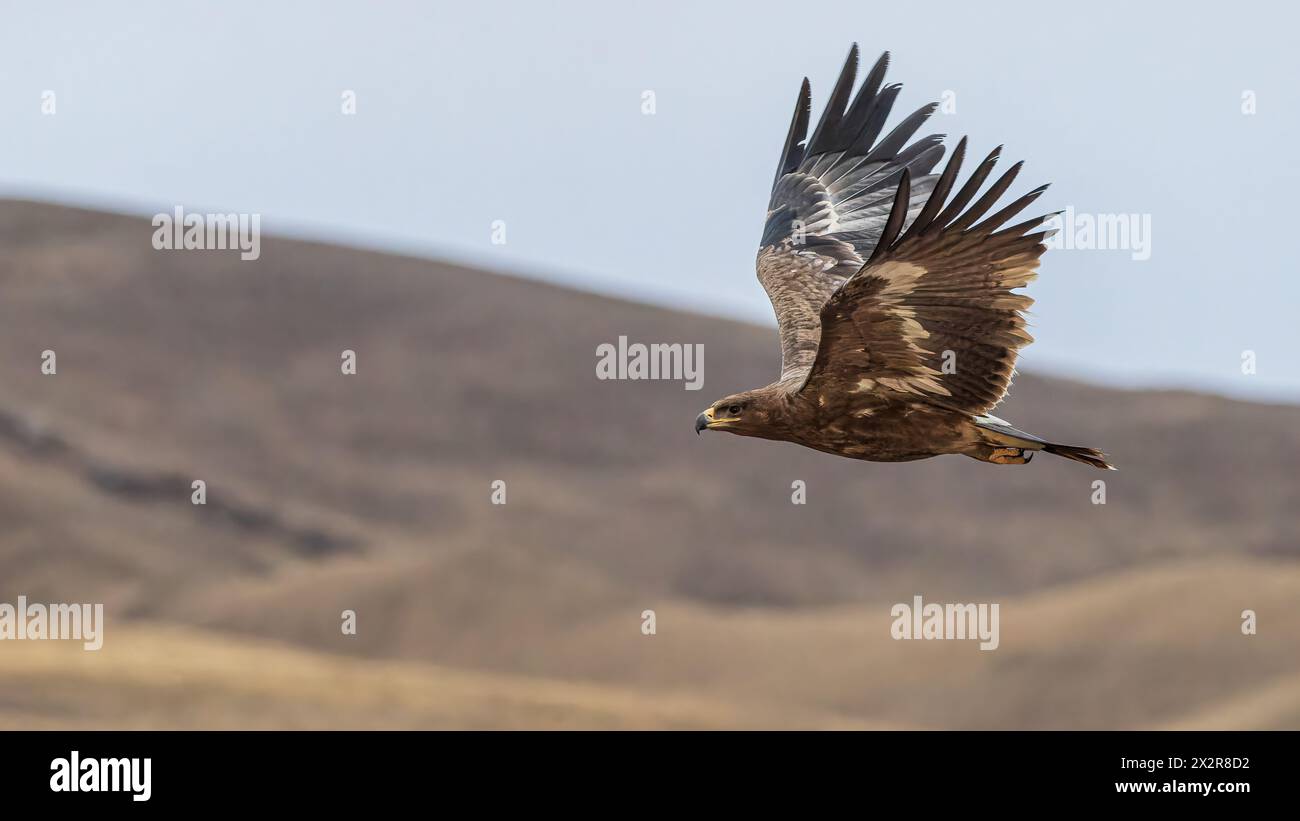 Close-up of a flying Wild Chinese Steppe Eagle ssp nipalensis (Aquila ...