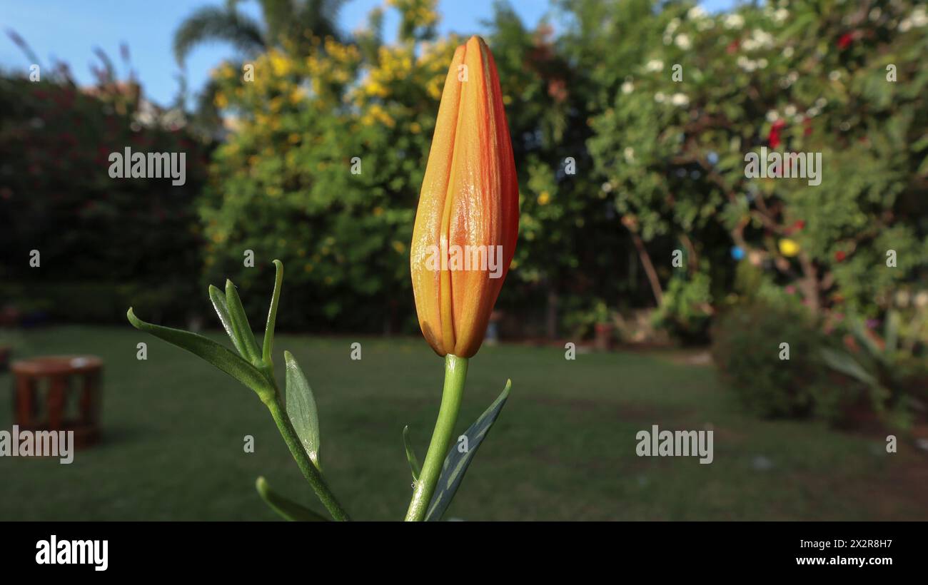 Beautiful Orange lily also known as Tiger lily or Common lily grown in house garden from bulb. Stock Photo