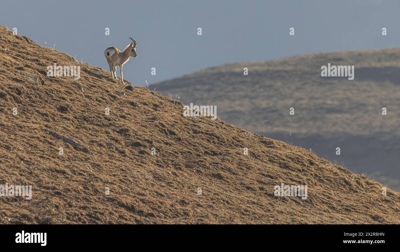 Wild male Chinese Tibetan Gazelle (Procapra picticaudata) looking to the right on the Tibetan Plateau in Sichuan, China Stock Photo