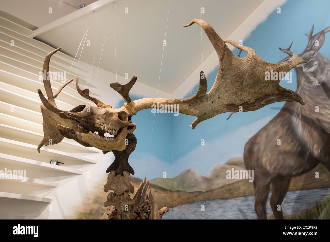 Visually dramatic centrepiece of Geology Gallery at Manx Museum is a 10,000 yrs old great deer skeleton. Stock Photo