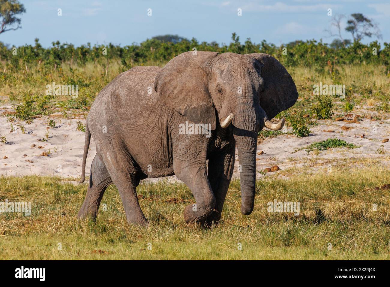 Wild life in Africa Stock Photo
