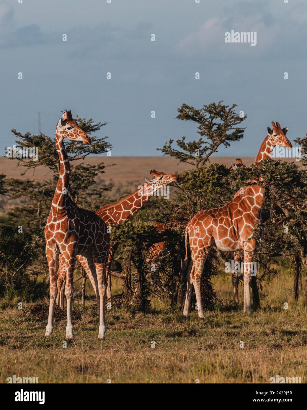 Herd of giraffes mingling in the