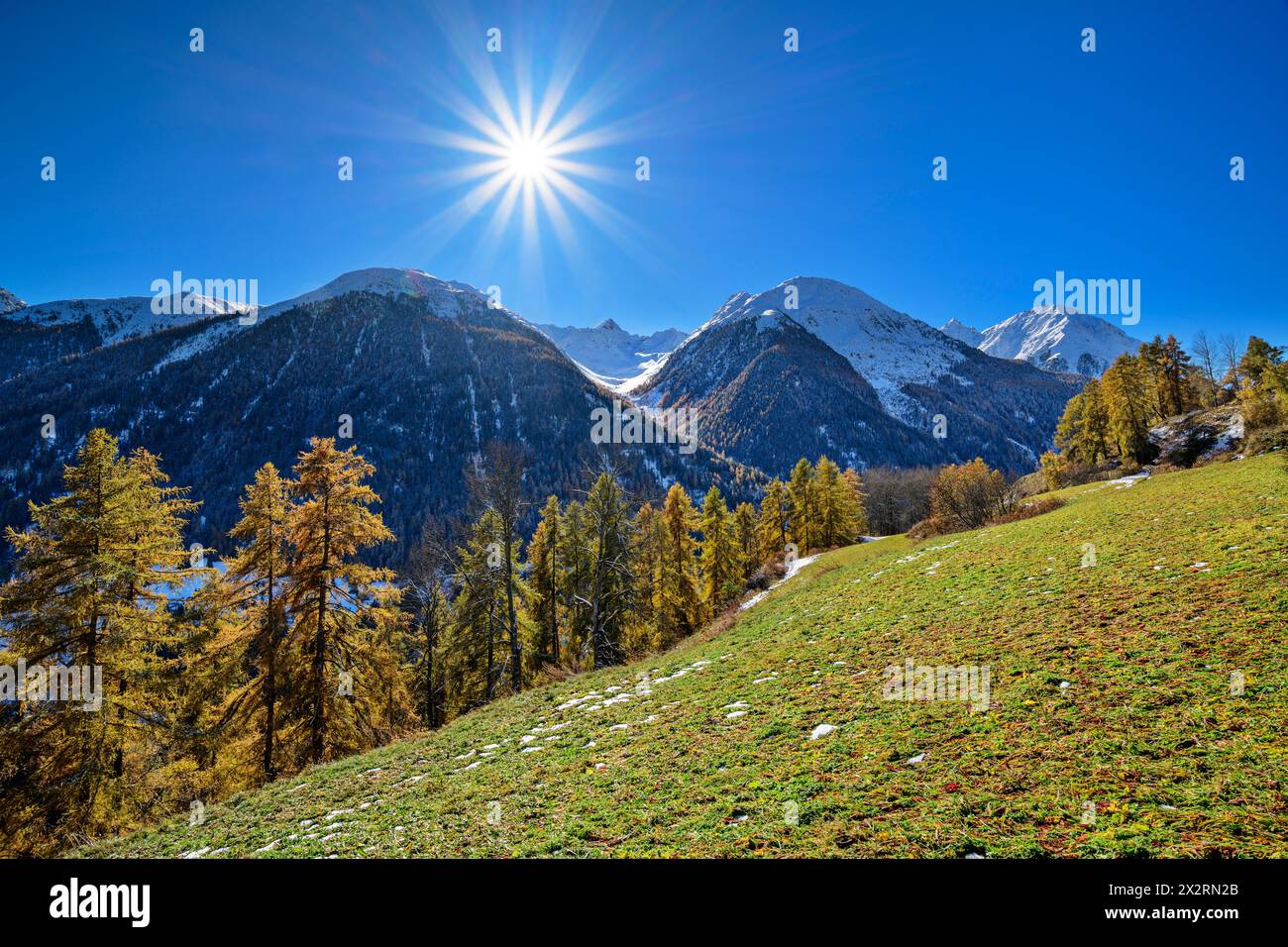 Green larch trees near Sesvenna Alps on sunny day, Lower Engadine, Engadine, Grisons, Switzerland Stock Photo