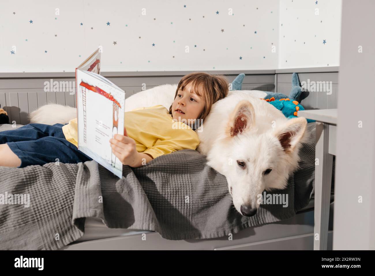 Read Shepherd Boy lying on bed and reading book with white colored Swiss shepherd dog ...