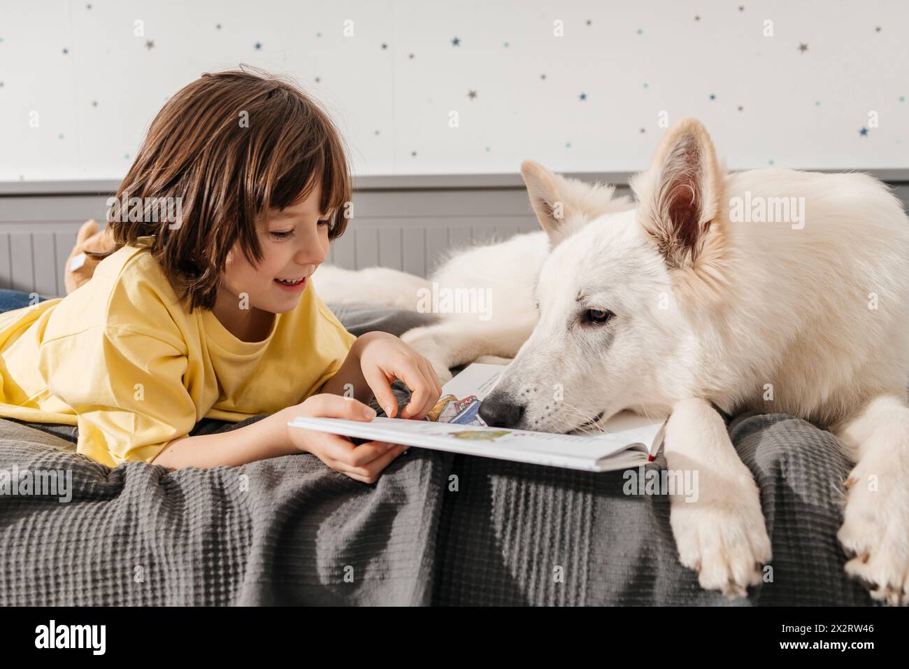 Read Shepherd Smiling boy reading book with white Swiss shepherd dog on bed Stock ...