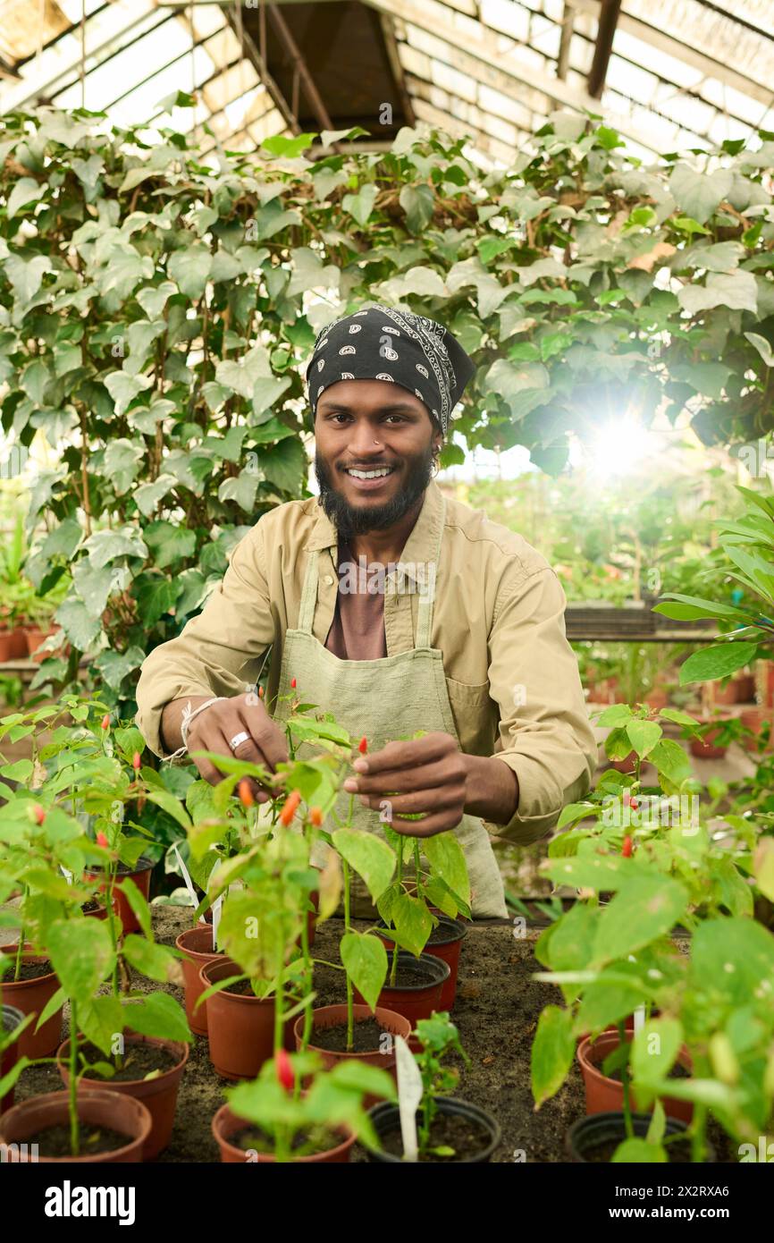 Smiling farmer examining chili pepper plant in greenhouse Stock Photo